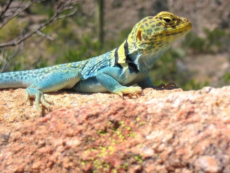 Surprisingly beautiful Southern Arizona lizards | Pets | tucson.com