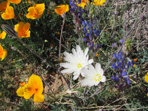 Southwest wildflowers
