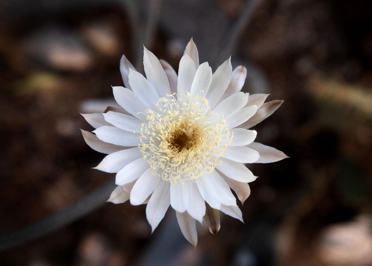Queen of the Night Bloom