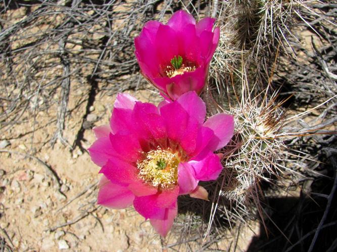 Hedgehog cactus blooms