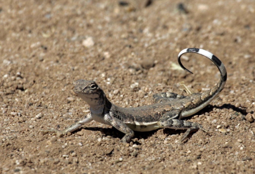 Surprisingly Beautiful Southern Arizona Lizards Pets Tucson Com