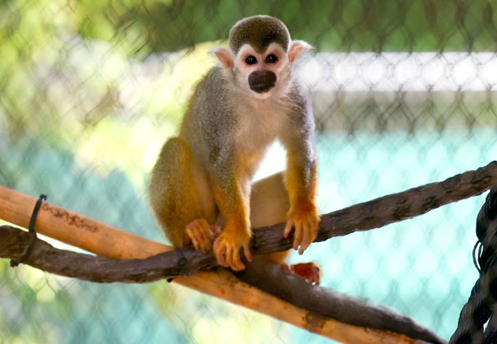 Toto, squirrel monkey at Reid Park Zoo (copy)