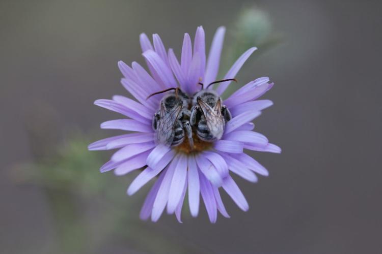 Readers' insect photos