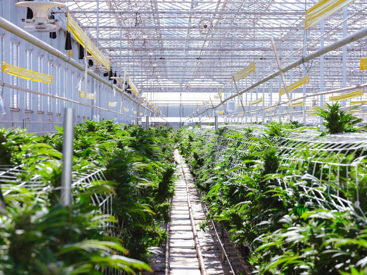 Podcast takes a look at Arizona's largest cannabis greenhouse