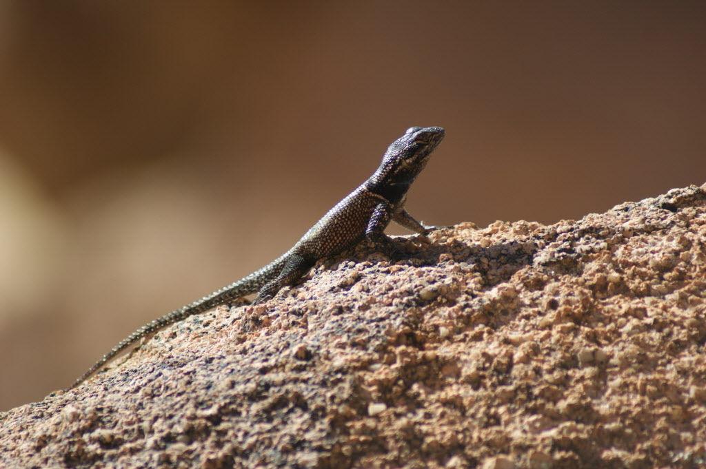 Surprisingly Beautiful Southern Arizona Lizards Pets Tucson Com