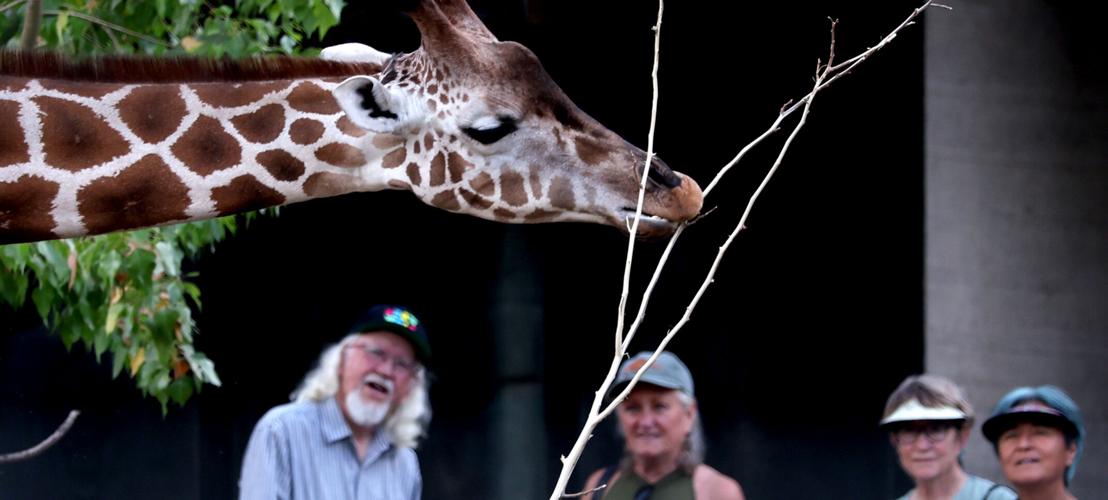 Summer Safari Nights