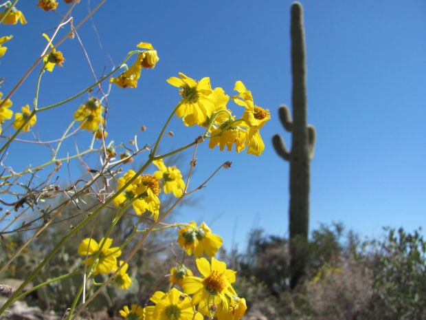 Brittlebush blooms