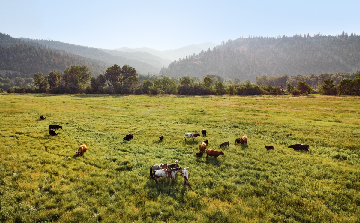 Regenerative ranching under the big sky at Oxbow Cattle Company