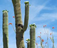 Saguaro and Ocotillo