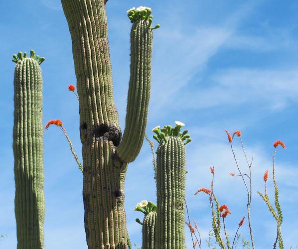 Saguaro and ocotillo