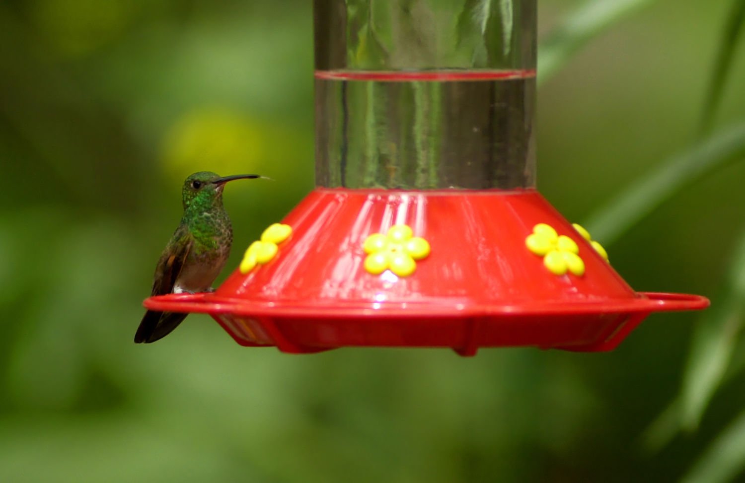 Juvenile Blond Non-Professional Throated Out 1