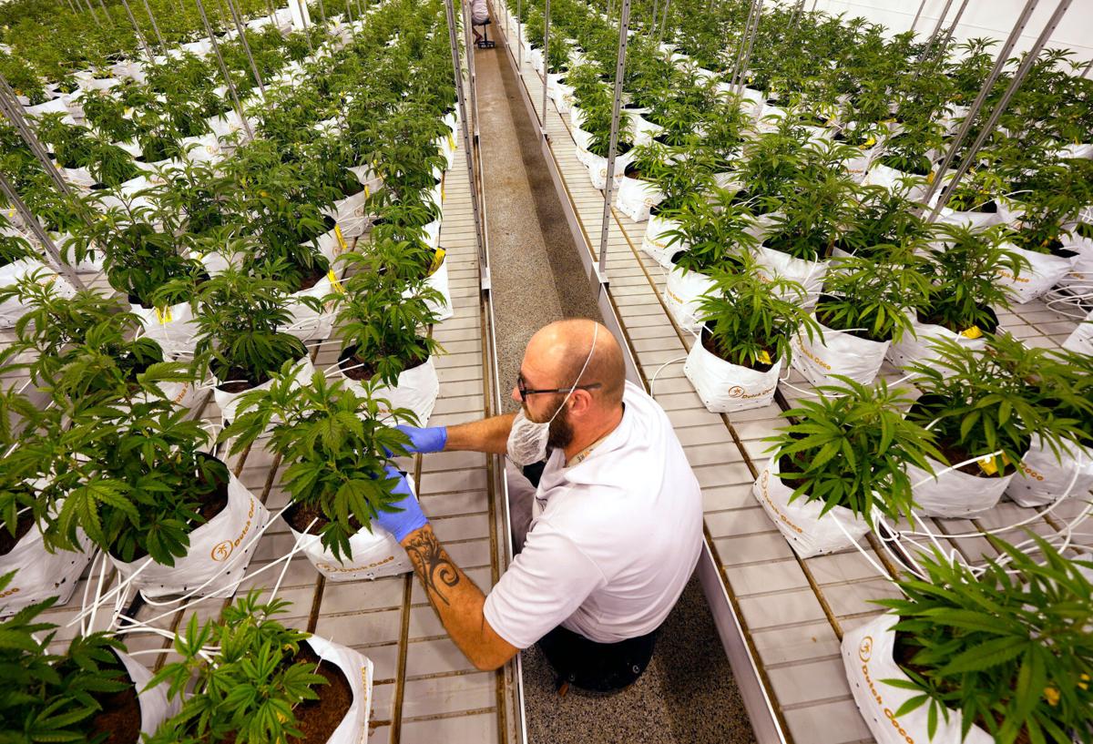 Election 2022 Marijuana