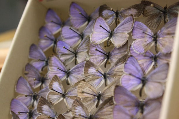 Check out these lycaenids