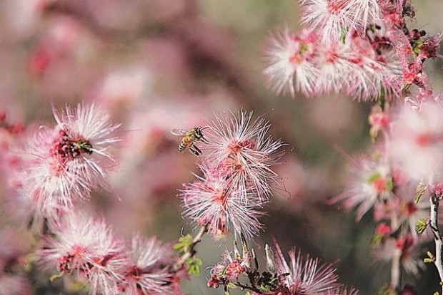 Wildflowers: Grow wild grow free  