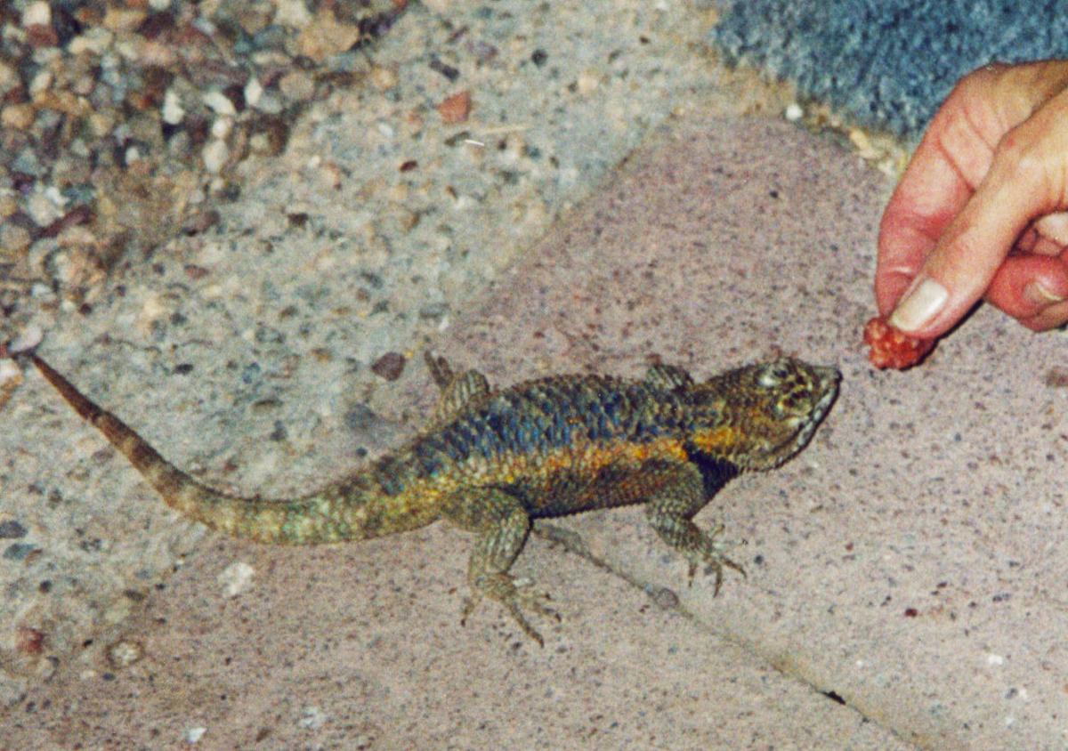 Surprisingly beautiful Southern Arizona lizards Pets