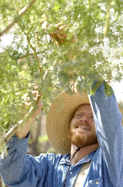 are mesquite tree pods bad for dogs