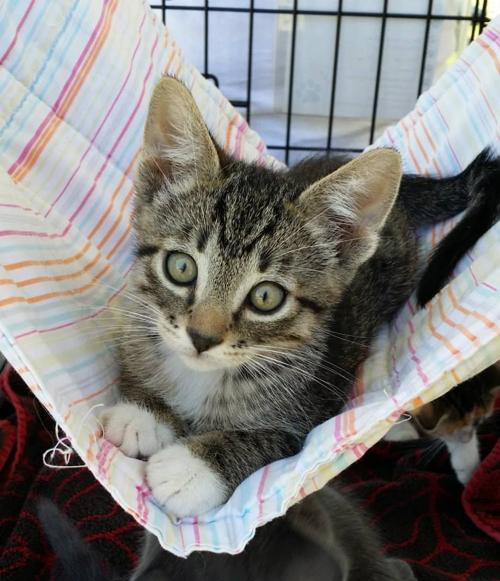 Meow-y Month of May Wine Tasting for PAWSitively Cats No-Kill Shelter at CataVinos Wine Shoppe