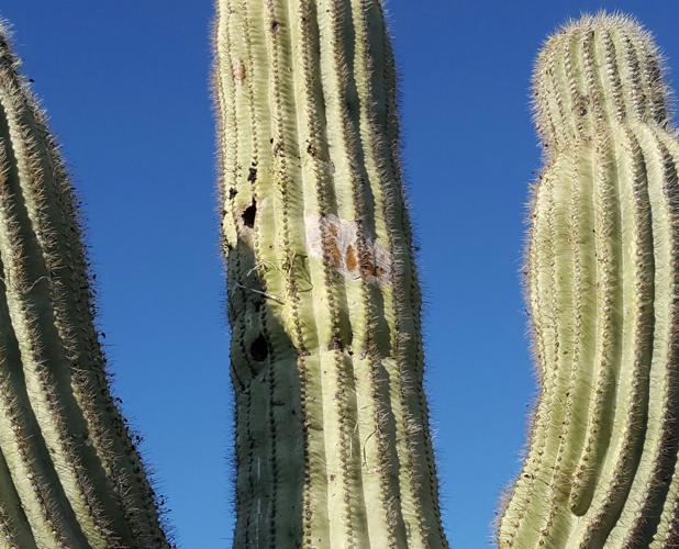 Garden Sage: 'George' the saguaro
