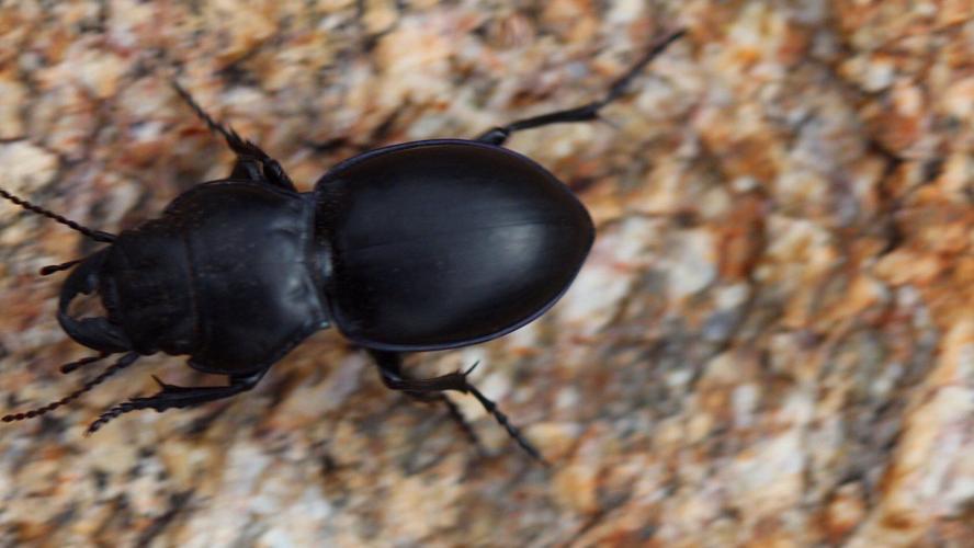 Readers' insect photos