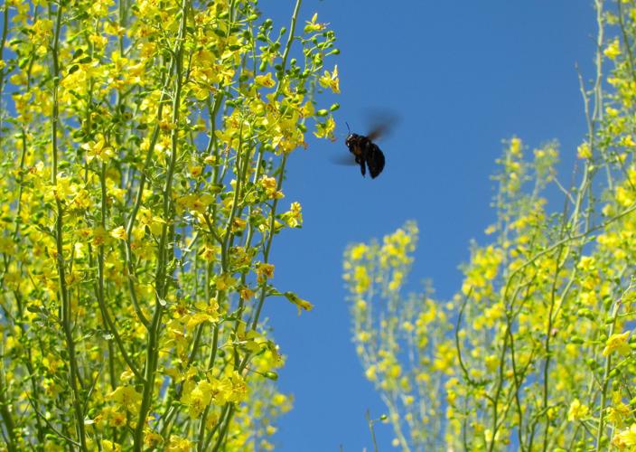 Bee and blooms