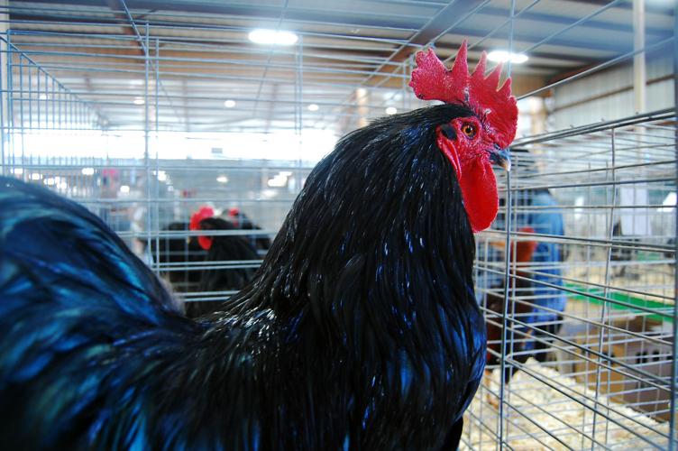 Pima County Fair's poultry show