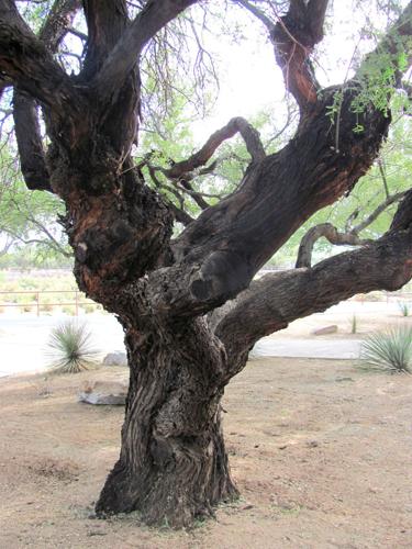 Tree trunk is gnarled