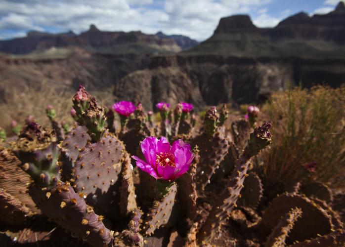 Teens conquer Grand Canyon hike