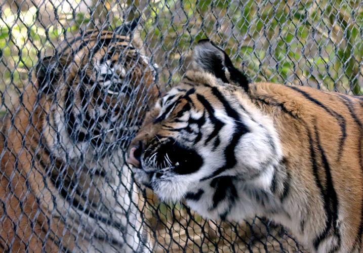 How to put hand cream on a tiger's paws