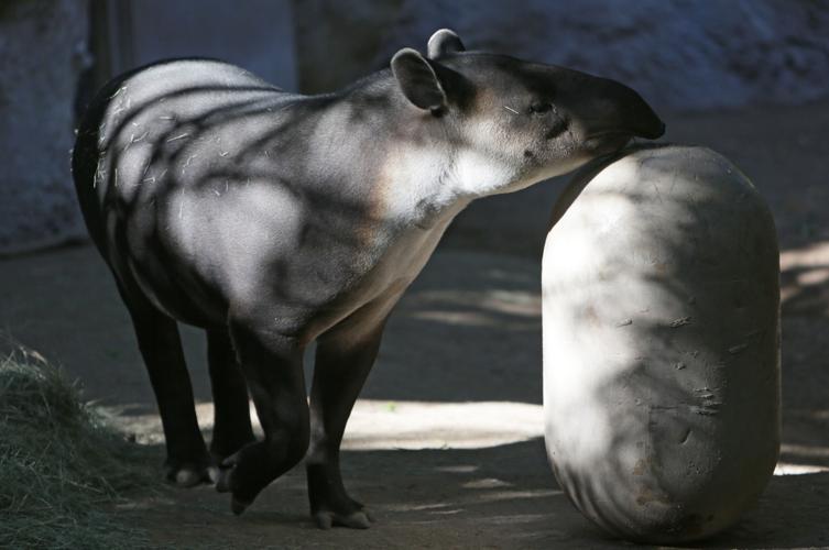 Nandi's Neighbors: Baird's Tapirs Toliver and Contessa