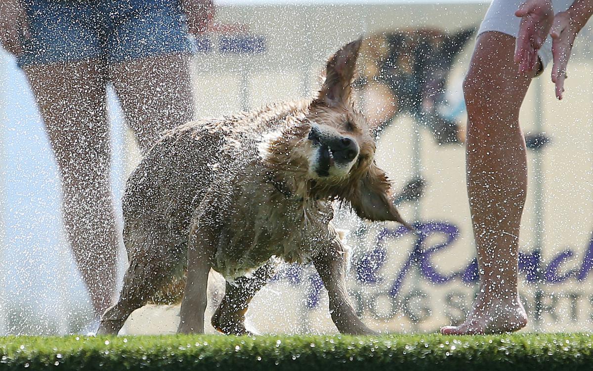 Photos Dock diving dogs