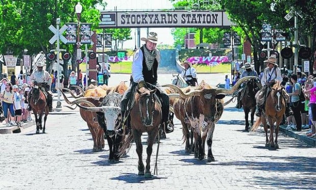 Drovers round 'em up at Texas stockyards  