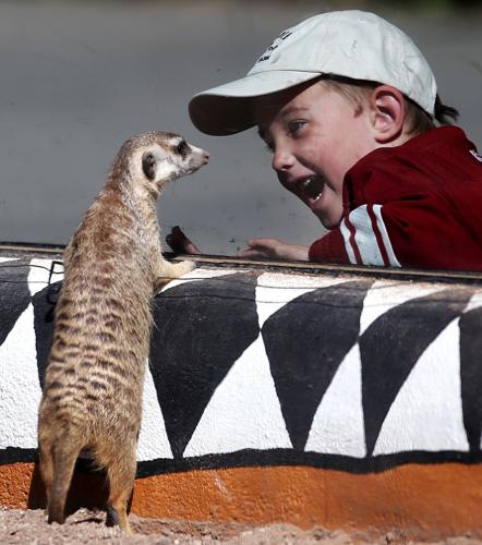 Meerkats at the Reid Park Zoo