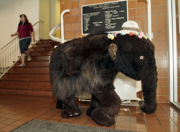 Tucson Oddity: Lei-wearing replica a mammoth hit   