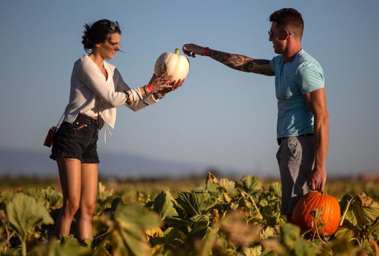 Marana Pumpkin Patch (copy)