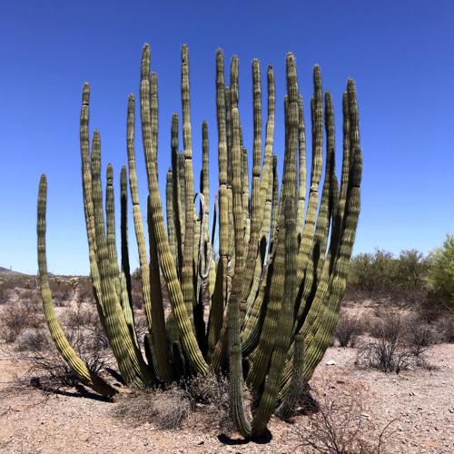 Organ Pipe cactus