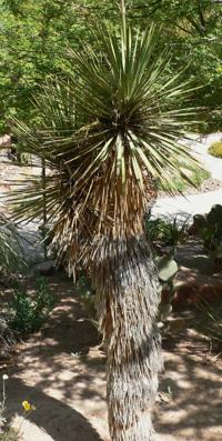 Dealing with Thompson Yuccas