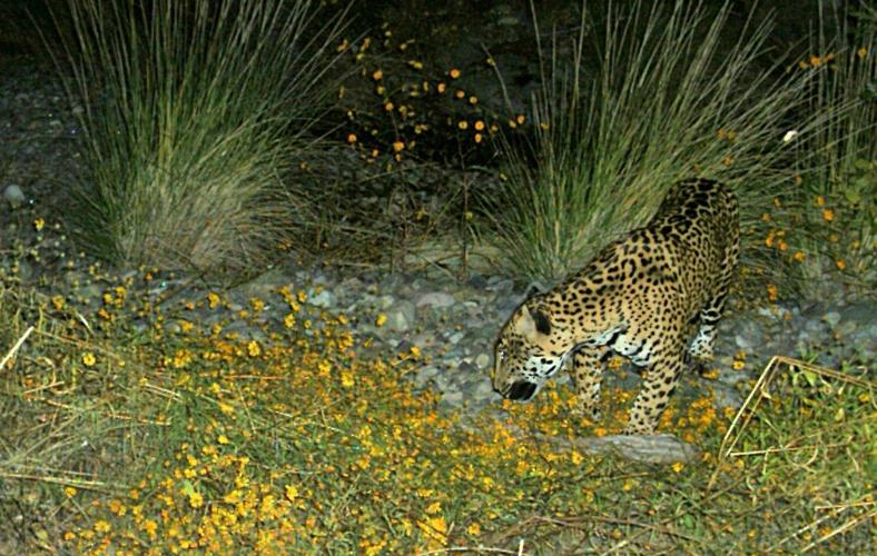Jaguars have been spotted where train will run in Sonora