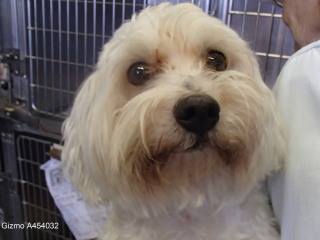 Pima Animal Care Center