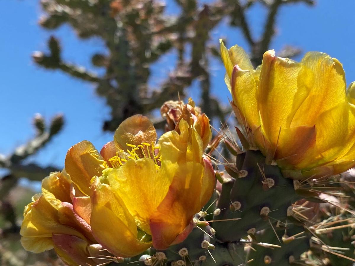 Cholla with yellow flowers