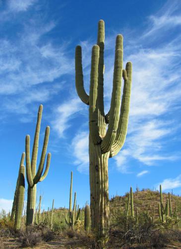 Saguaros