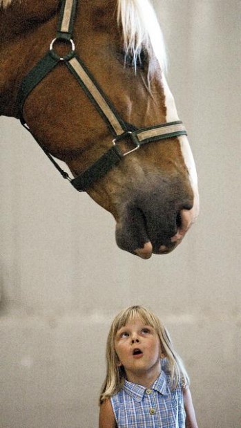 El caballo: Fue domesticado desde hace 5 mil años  