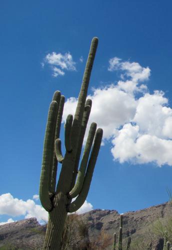 Leaning saguaro