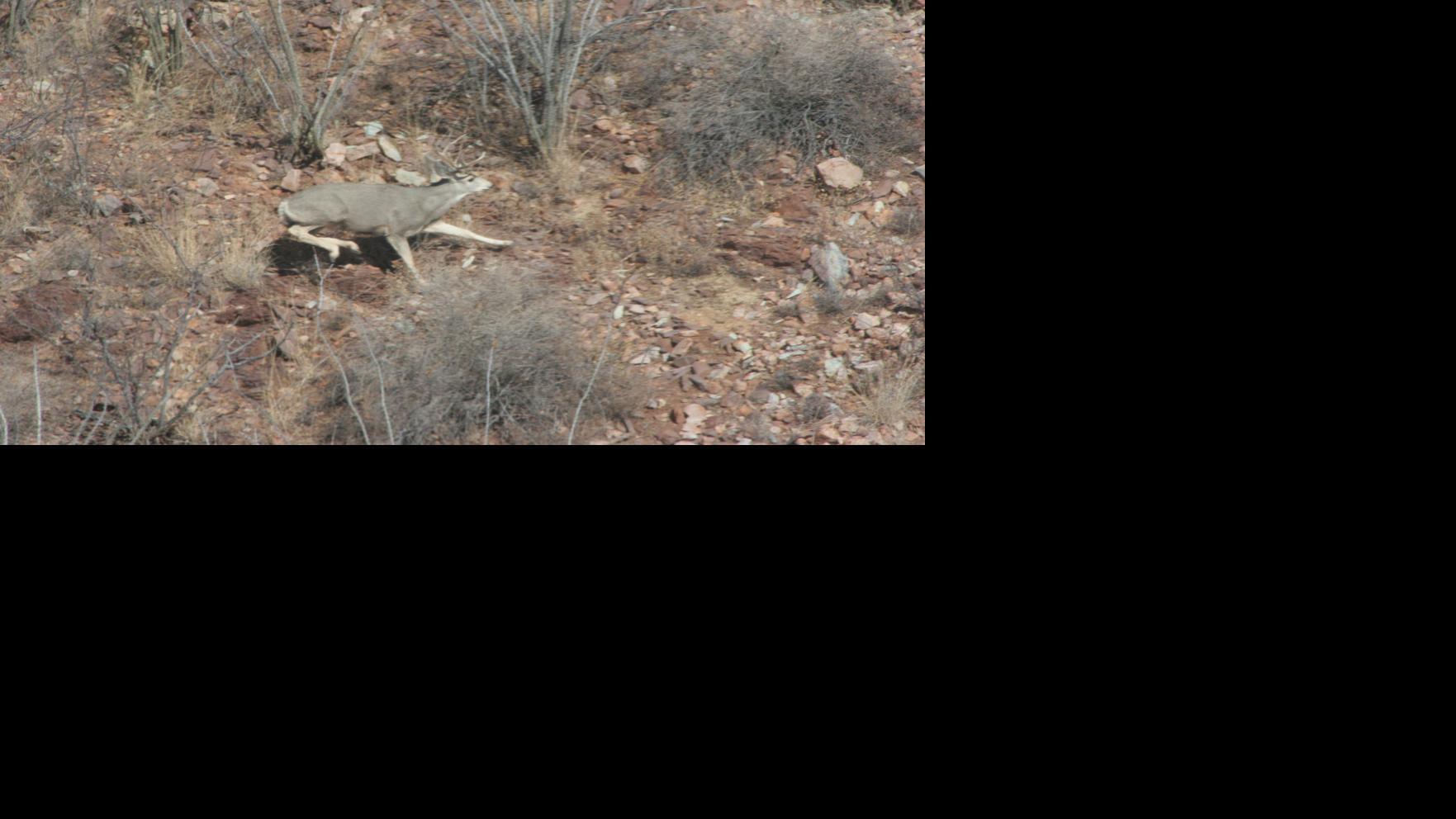Wildlife officers conducting aerial surveys of big game animals in SE