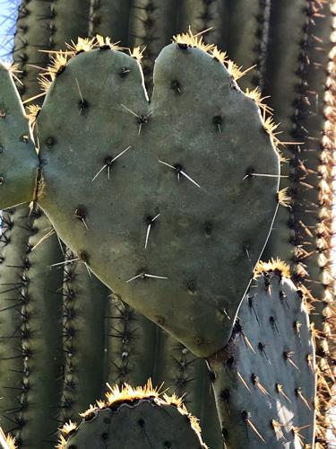 Cactus love at Sabino Canyon