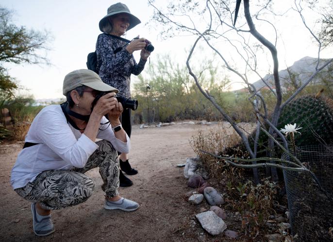 Queen of the Night Bloom