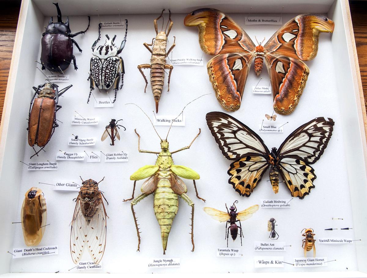 Photos: Entomology Collection Photos: Entomology Collection