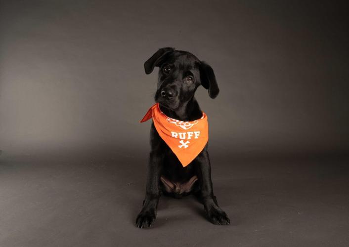 Animal Planet's pup-ular Puppy Bowl to go on as planned