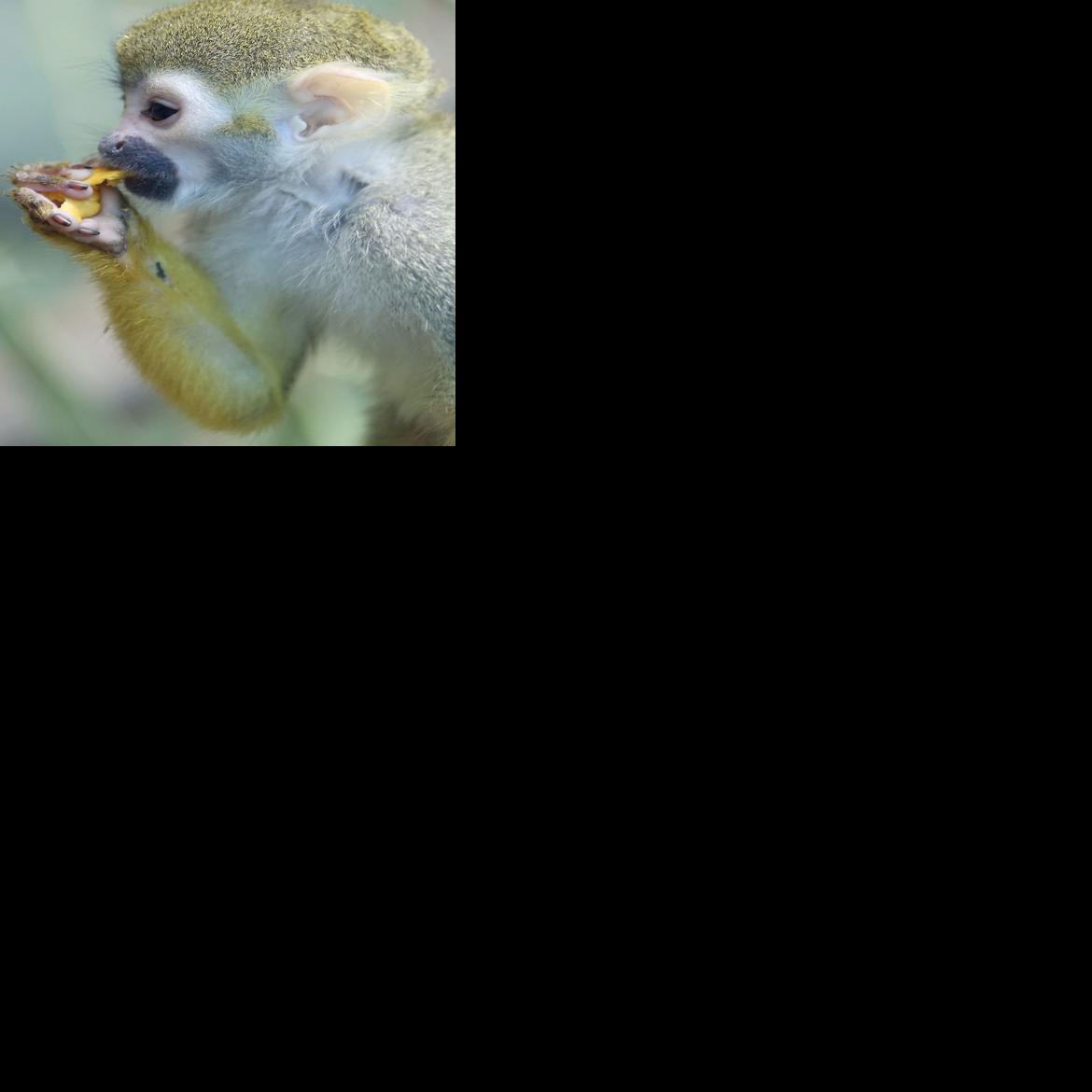 Temple of the Tiny Monkeys