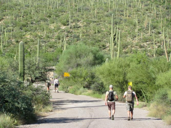 Hikers in Sabino Canyon