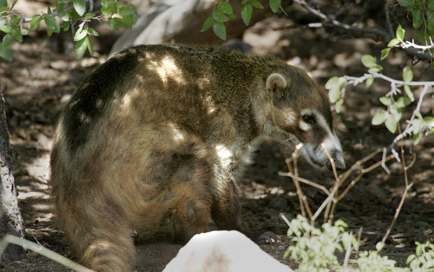 Animals at the Arizona Sonora Desert Museum